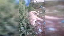 Aydın'da Köpek Katliamı...6 Sokak Köpeğinin Zehirlendiği İddia Edildi