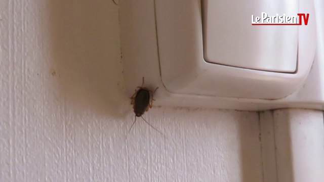 Noura vit avec des centaines de cafards