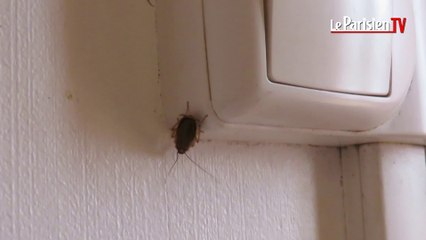 Noura vit avec des centaines de cafards