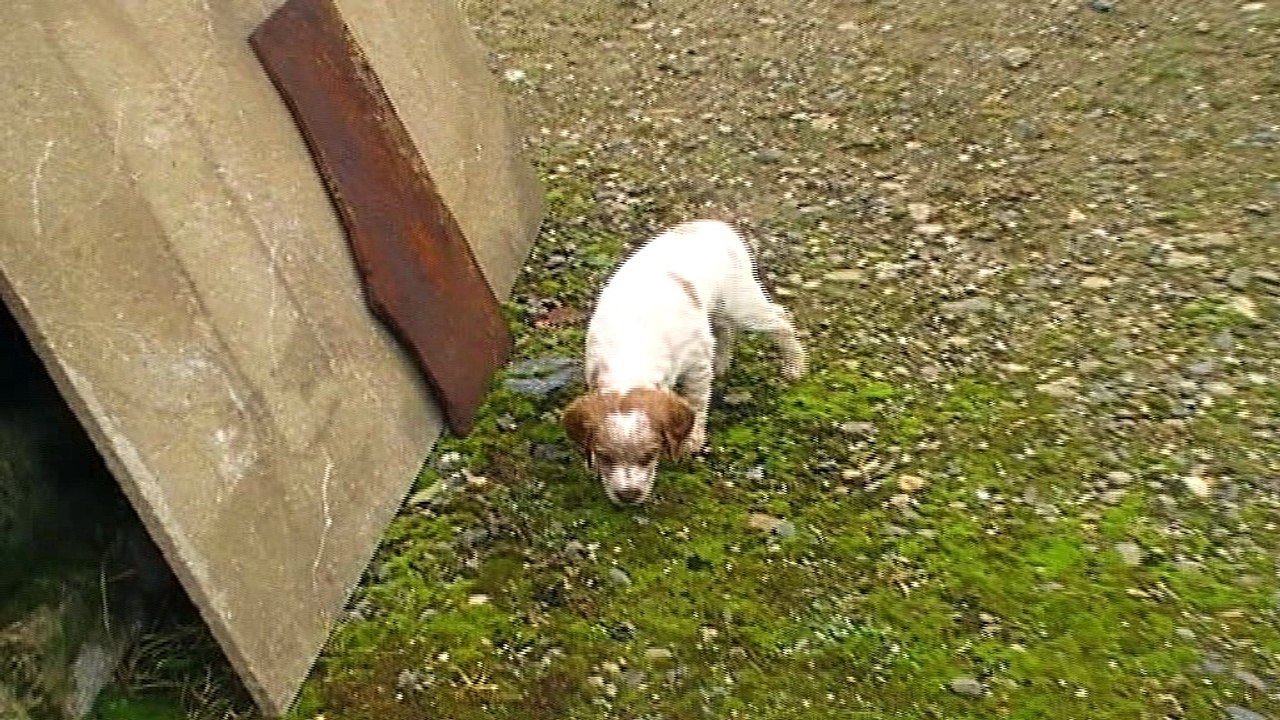Mâle D   1ère sortie hors chenil