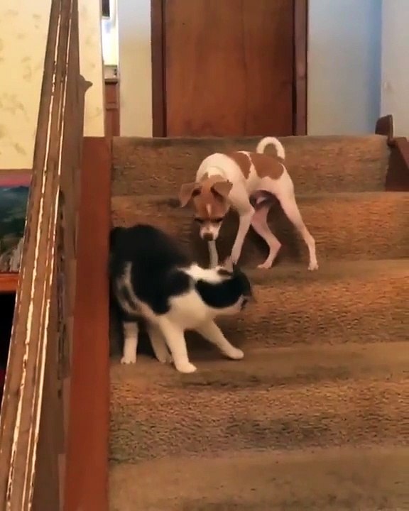 Un chien péte un câble après qu'un chat lui a donné un coup de patte sur sa tête !