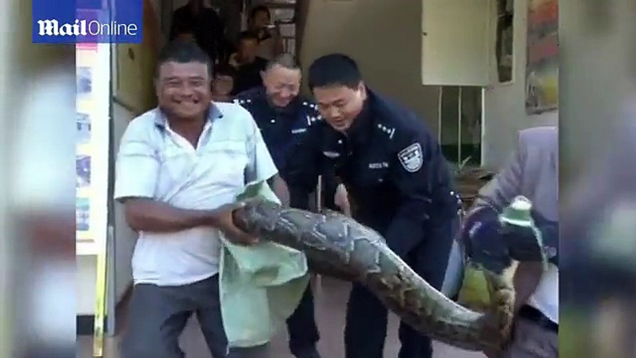 Serpiente gigante Se enfrento a este hombre, Pero lo que el hizo para sobrevivir Impact4ra a todos...