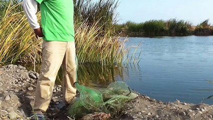 Pescando Tilapias Grandes de laguna