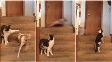 Apenas um cão em modo "Turbo" perante um gato que não percebe o que se está a passar...