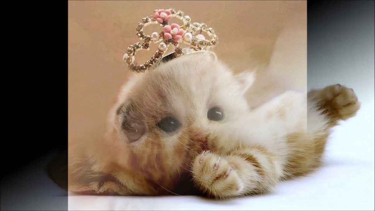 fotos de gatos super fofos