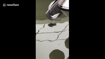 Dog walker spots 'crocodile' in London's Chelsea Harbour
