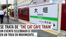 ‘The Cat Cafe Train’: la iniciativa en Japón que busca ayudar a los gatos sin hogar