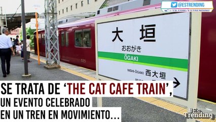 ‘The Cat Cafe Train’: la iniciativa en Japón que busca ayudar a los gatos sin hogar