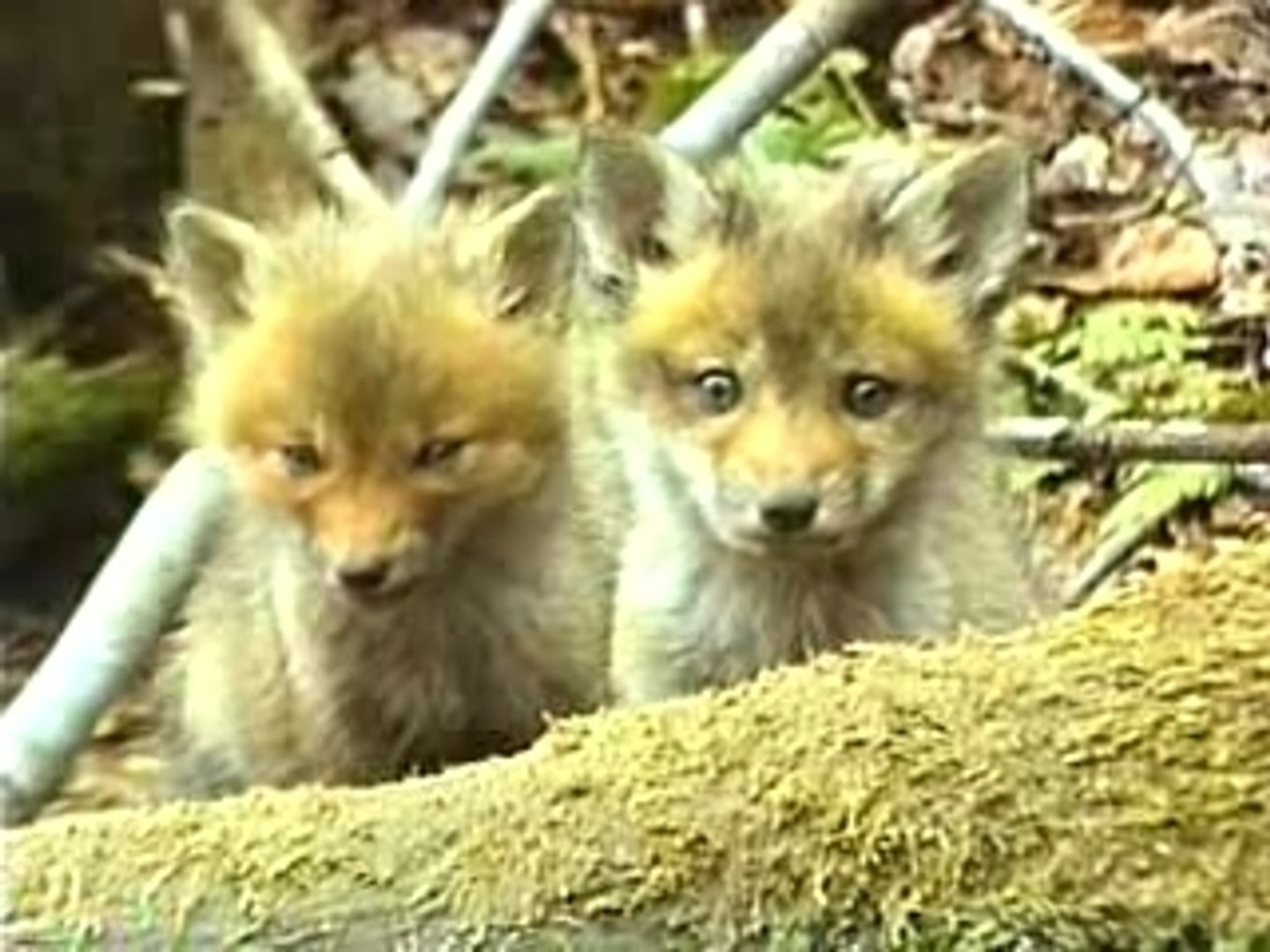 Petit Renardeau Video Dailymotion