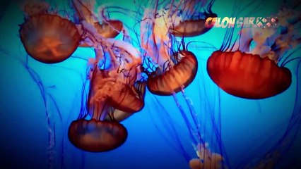 10 HEWAN PALING BERBAHAYA YANG WAJIB BANGET KALIAN HINDARI DAN LANGSUNG KABUR KALAU MELIHATNYA!!!