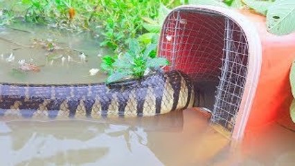 Amazing Clever Kid Trap Big Water Snake in Water Using Mouse Trap