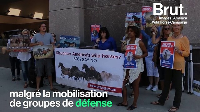 Aux États-Unis, des dizaines de milliers de chevaux sauvages pourraient être euthanasiés