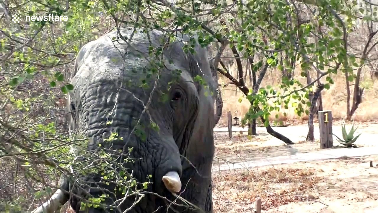 Closeup encounter with elephant snapping tree