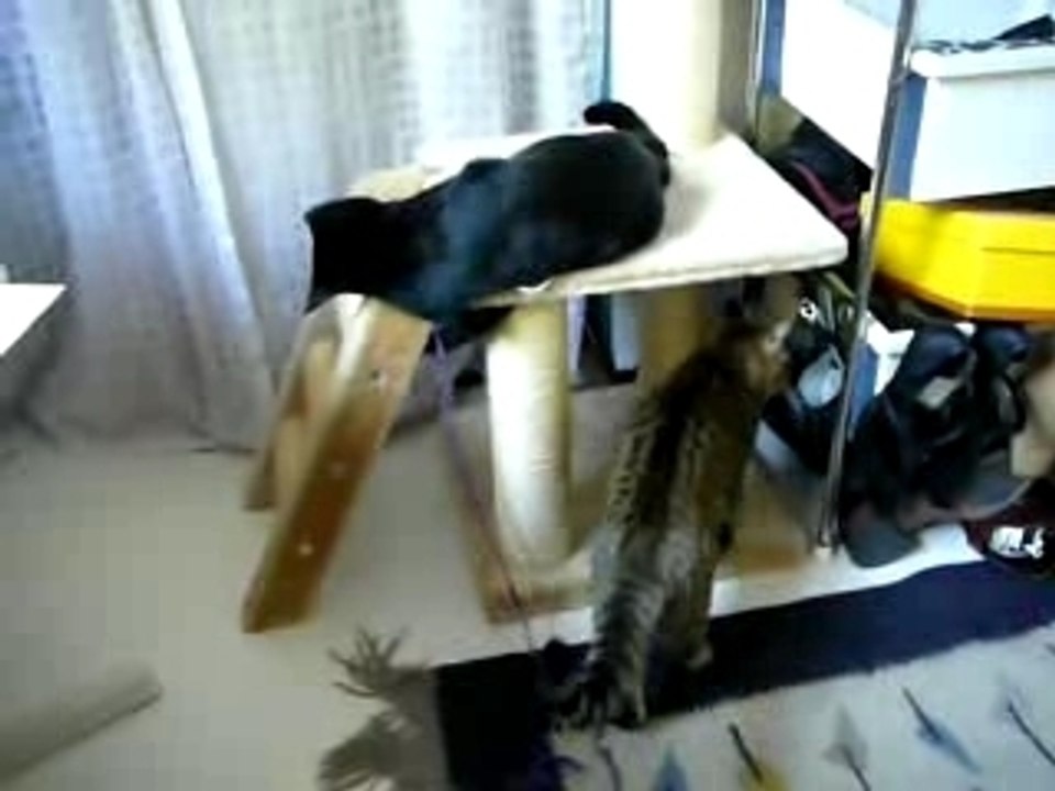 Partie de jeux sur arbre a chat !!!!