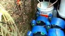 Unik Tanam sayur di botol bekas