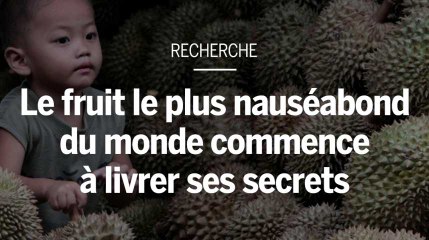 Le fruit le plus nauséabond du monde commence à livrer ses secrets