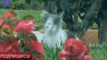 Топ 100 Самых Смешных Видео Про Котов (Супер приколы 2016)