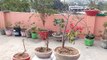 How to care Bougainvillea plant , bougainvillea bonsai tree care