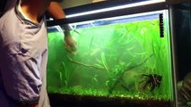Cleaning A Dirty Fish Tank