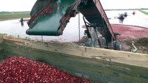 Cranberry harvest begins in Belarus