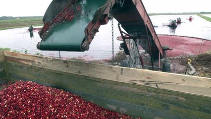 Cranberry harvest begins in Belarus