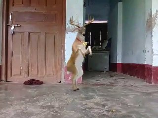 WHATS APP VIDEO FULL ENTERTAINMENT