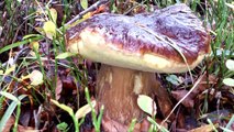 Boletus Edulis ( fungo porcino, ceps, hongos ) noviembre new [haya]