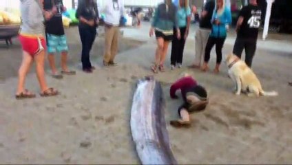 Découverte d'une créature marine de plus de 8m de long en Californie.