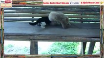 Cenas Engraçadas de Gatos Com Macacos