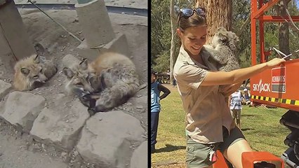 Adventuring Among Foxes & Koala Rescued After Escaping Enclosure