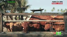 Cattle Farming Part 2 : Zero Grazing Cattle Farming | Agribusiness Philippines
