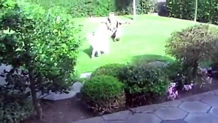 Royal Danish Airman Welcomed Home From Afghanistan By His Golden Retriever