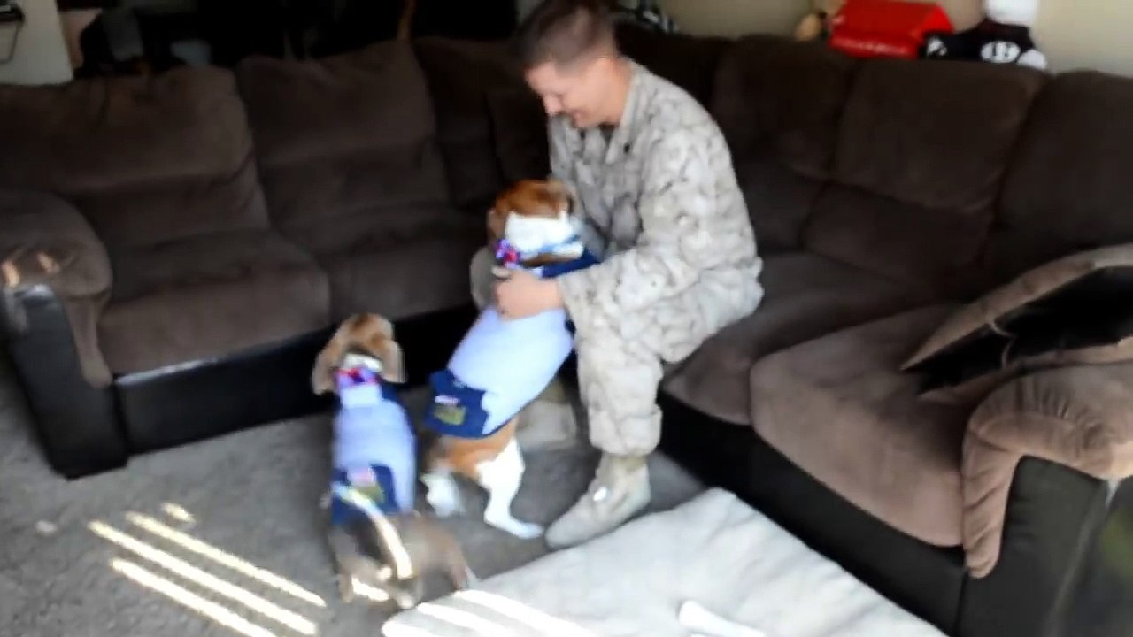 Beagles Welcome Home U.S. Marine From 7 Month Deployment in Afghanistan
