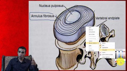Elastic and Whitefibro Cartilage