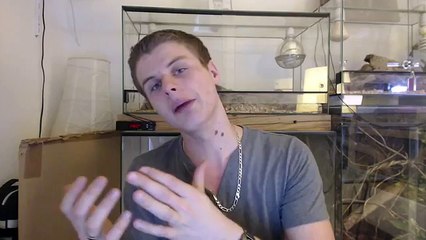 GECKO LEOPARD - TUTO ELEVAGE