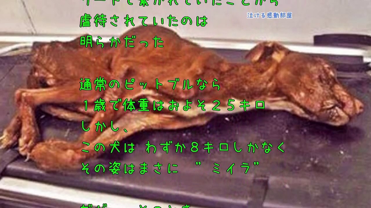 【感動する話泣ける話】実話・ゴミ箱から発見された犬