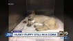 Husky pup in medically induced coma after suffering massive skull fracture