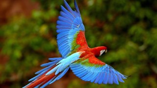 Most Bright & Beautiful Birds in the World -  Exotic bird pictures of the world
