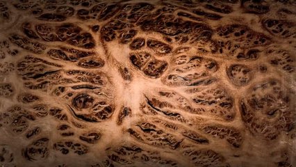 Wood Swimmer | BFOPHOTO | Skuff TV Offcut