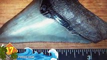 Worlds BIGGEST Shark Ever - Megalodon