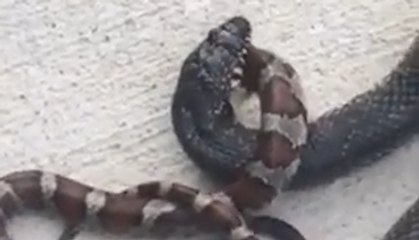 Here's A Snake Eating Another Snake Because Nature Is Brutal And Unforgiving