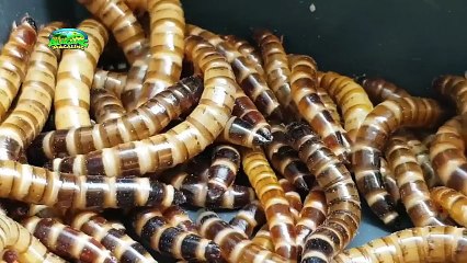 Alagang Magaling S8 EP5 - EXOTIC FEEDERS PART 2