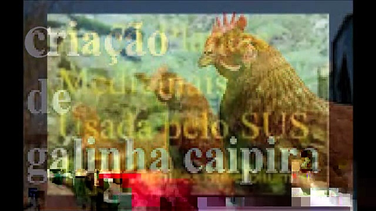 Colonia plantas medicinais utilizadas pelo sus 4   71