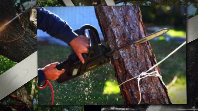 Tree Removal Anaheim CA has combined experience.24/7 emergency services