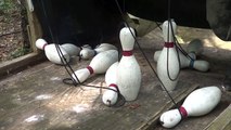 Bowling Pins Getting Knocked Down by a Bocci Ball
