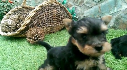 cuquis VID-20160514-WA0060