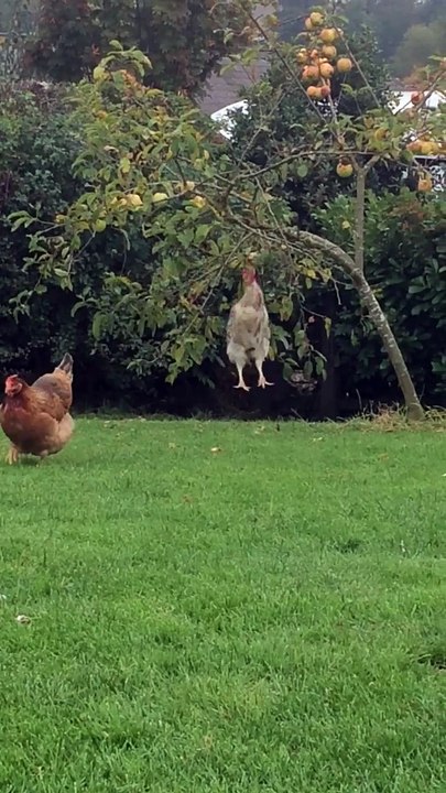 Attraper des pommes façon "saut de poule"