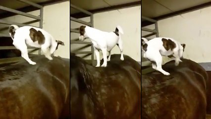 Un chien gratte le dos d'un cheval