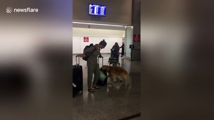 Excited dog greets owner after eight month trip