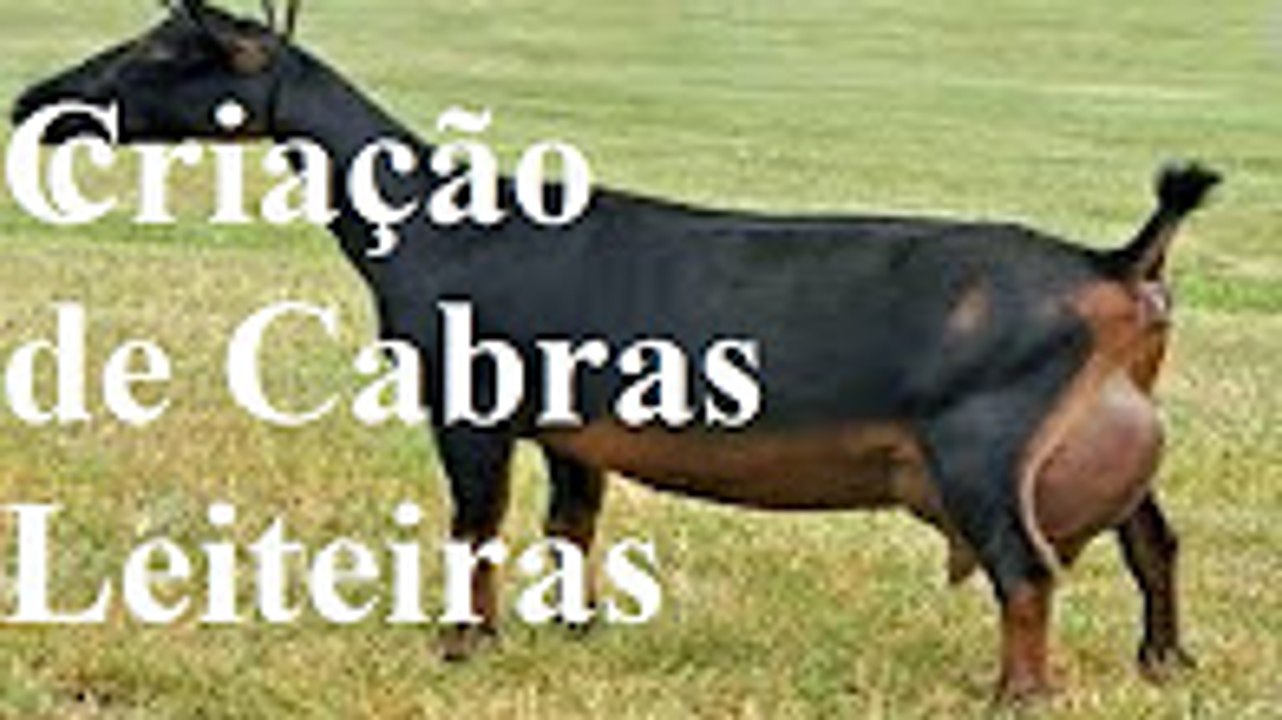 criação de cabras leiteiras[1]